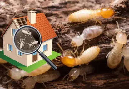 ATT treatment pest control service mayiladuthurai