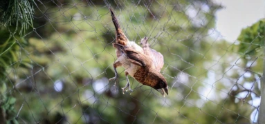 Top 10 Cockroach pest control services Kumbakonam